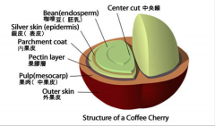要谈各种咖啡生豆处理法